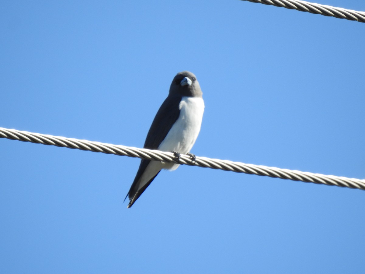 White-breasted Woodswallow - ML620597029