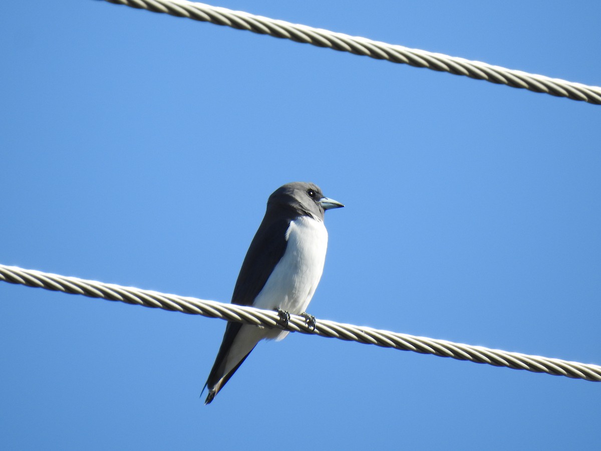 White-breasted Woodswallow - Monica Mesch