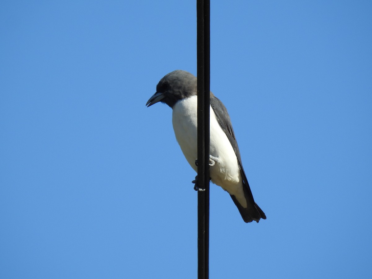 White-breasted Woodswallow - ML620597031