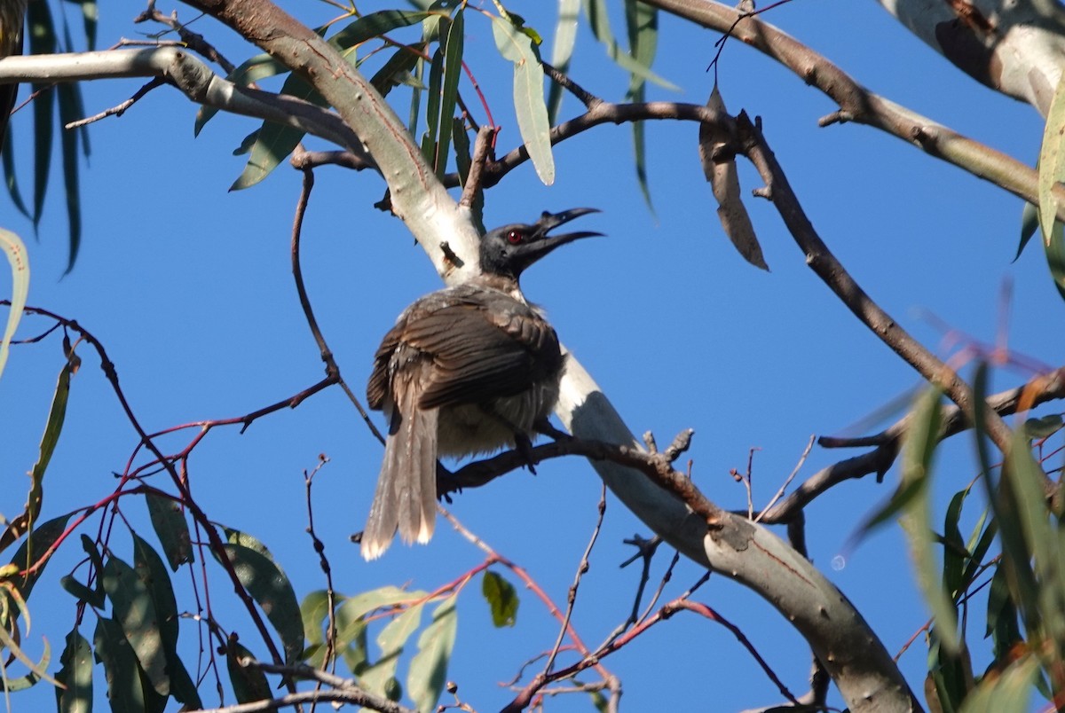 Noisy Friarbird - ML620597032