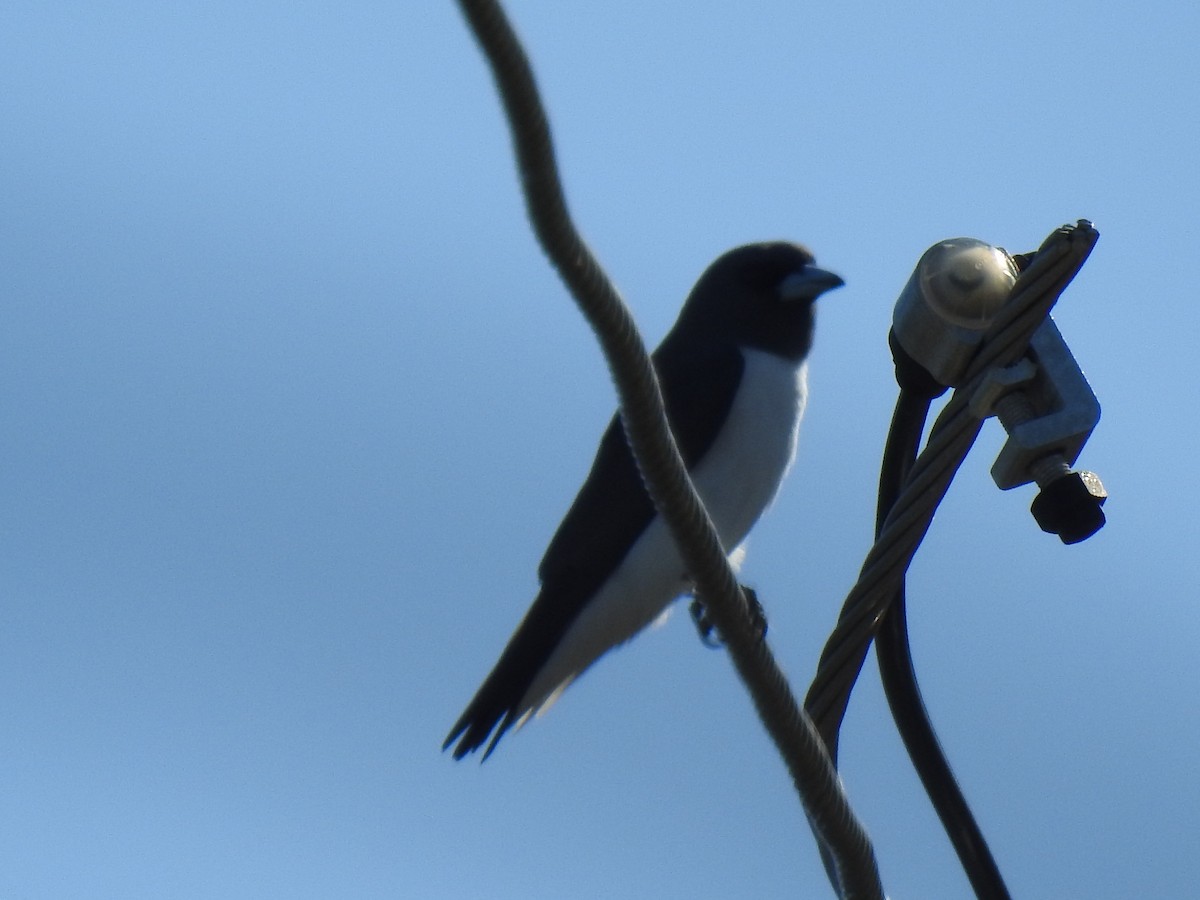 White-breasted Woodswallow - ML620597033