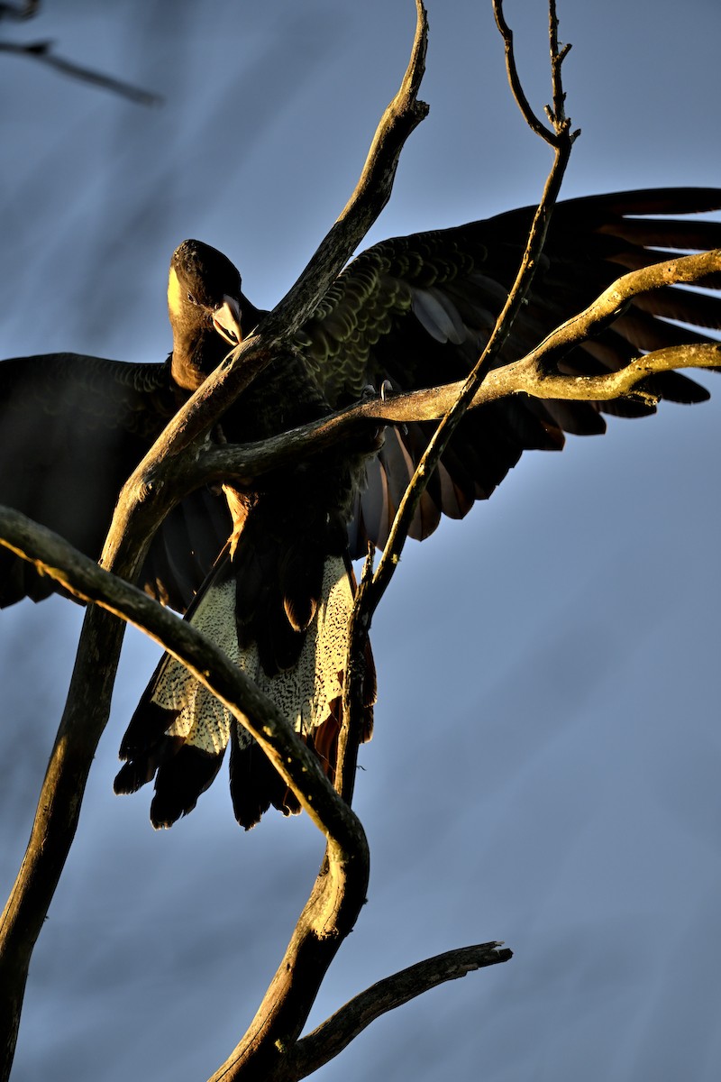 Yellow-tailed Black-Cockatoo - Scott Eaton