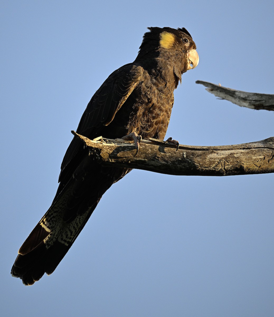 Yellow-tailed Black-Cockatoo - ML620597038