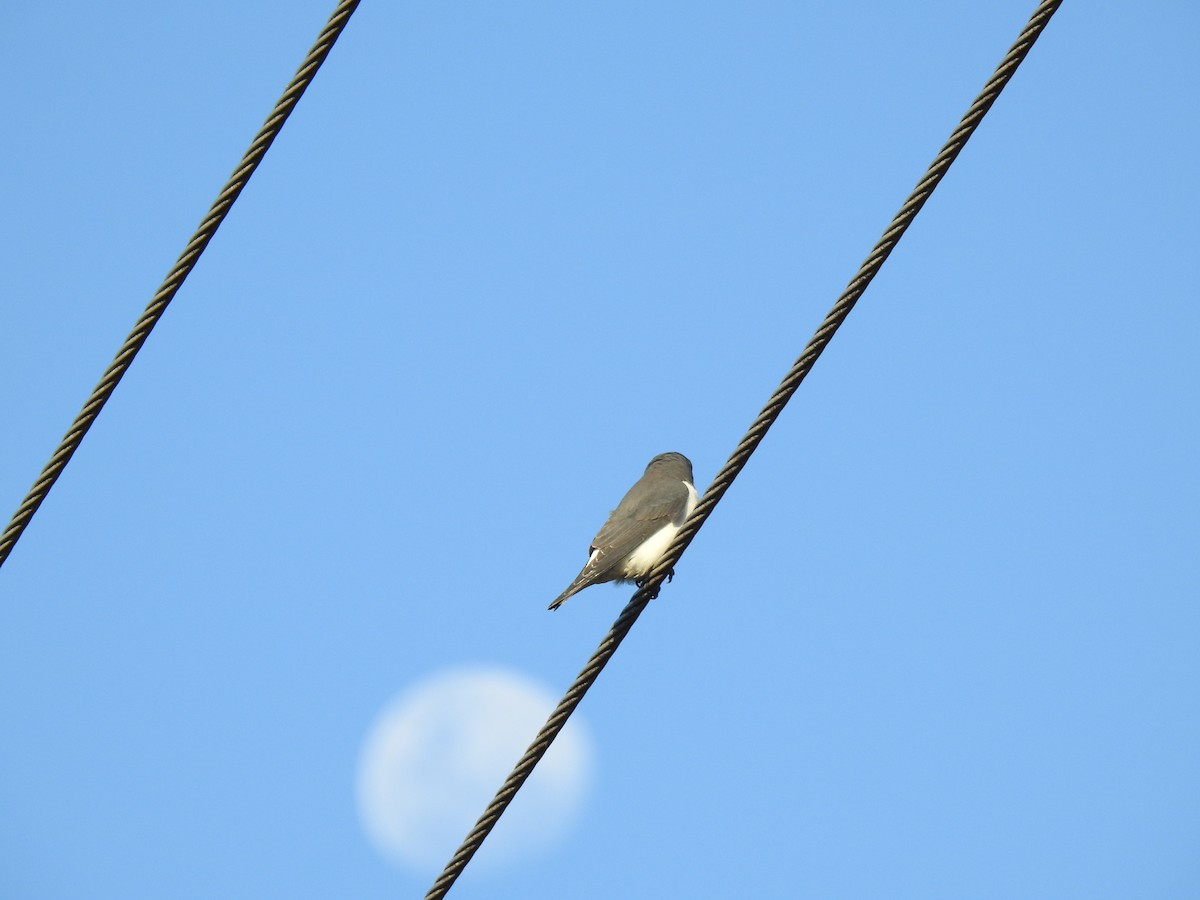 White-breasted Woodswallow - ML620597039