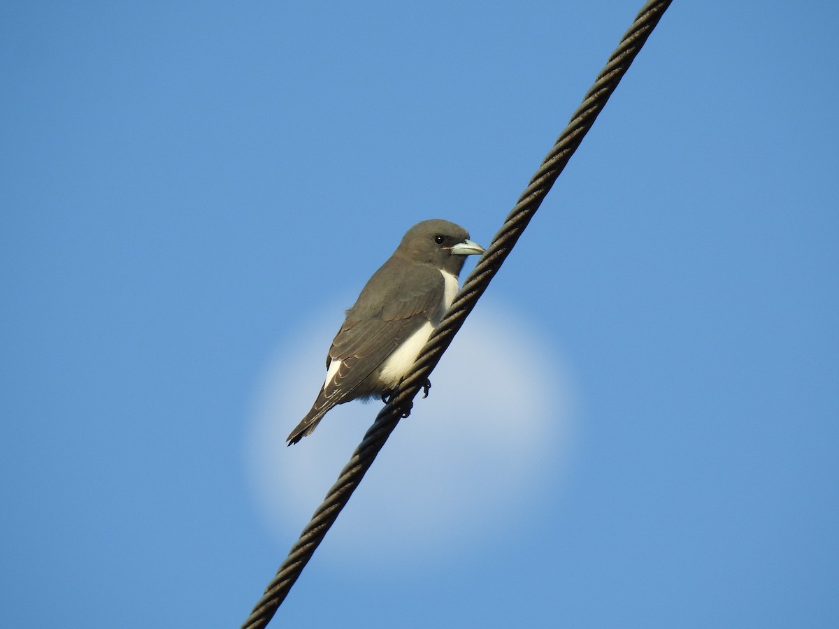 White-breasted Woodswallow - ML620597040