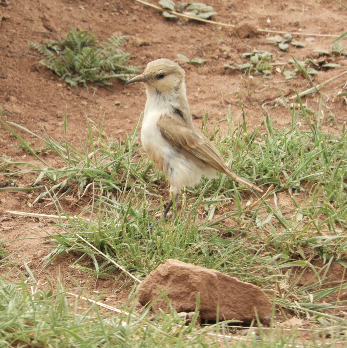 Mésange de Hume - ML620597042