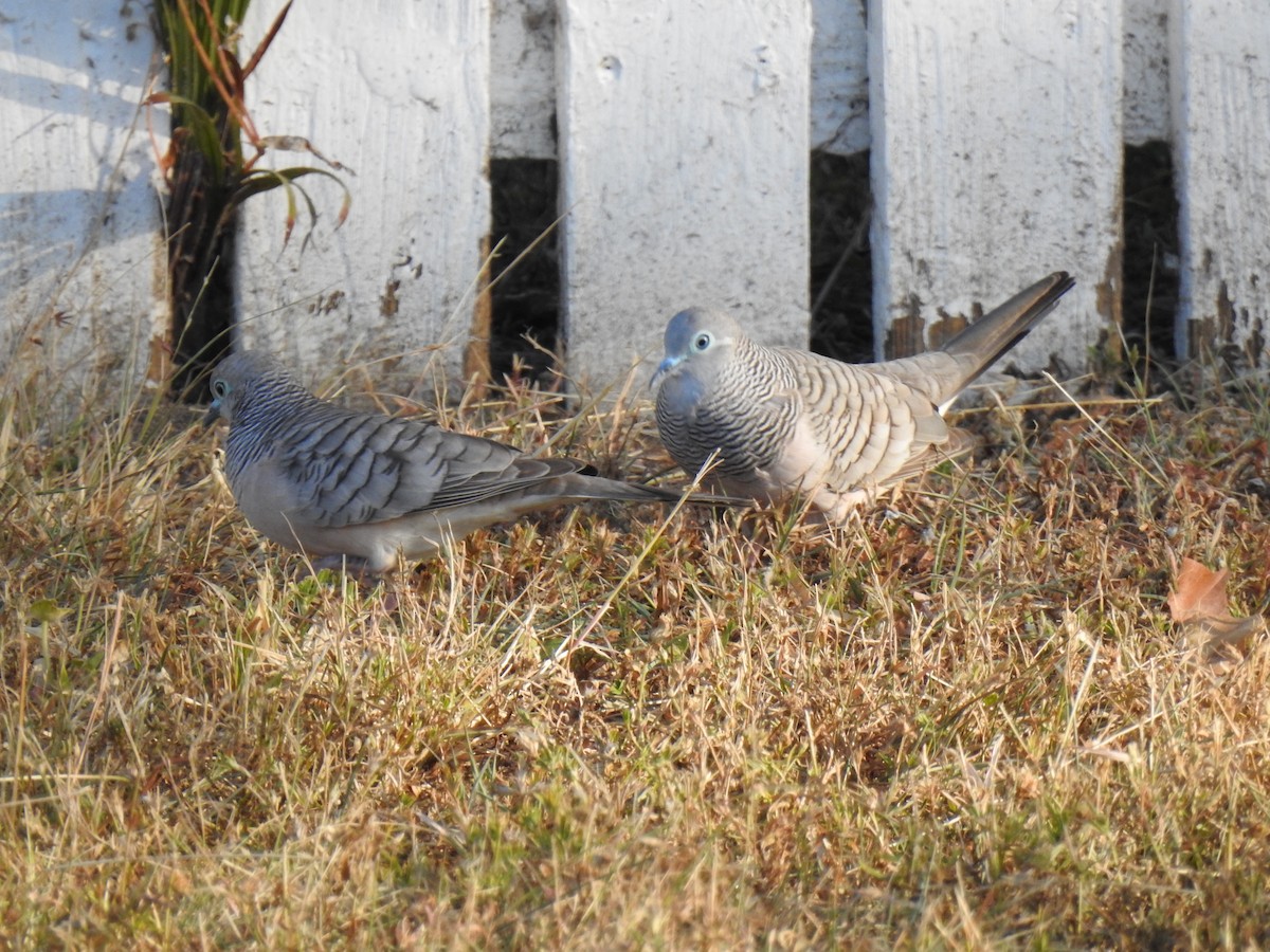 Peaceful Dove - ML620597044