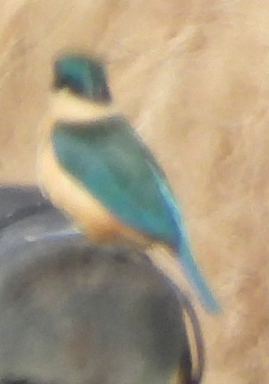 Sacred Kingfisher - ML620597047