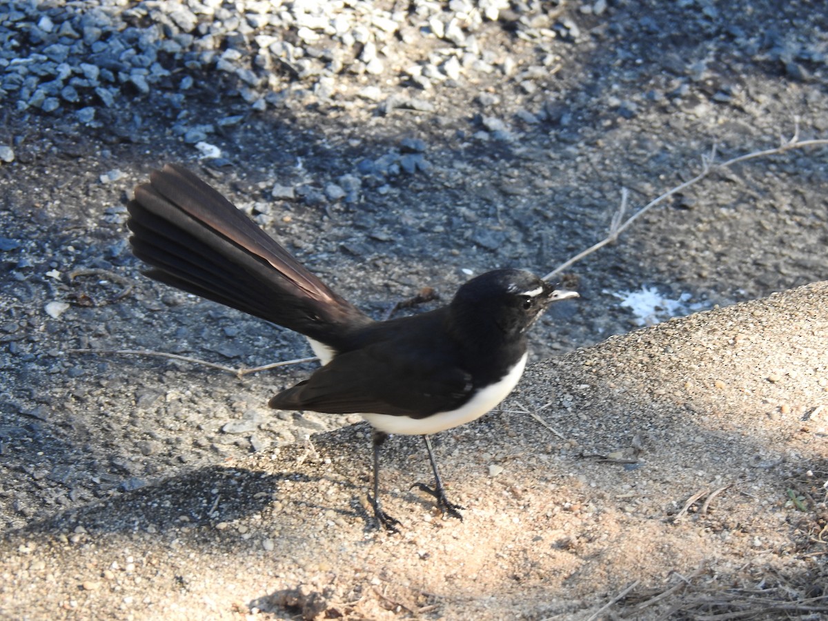 Willie-wagtail - ML620597049