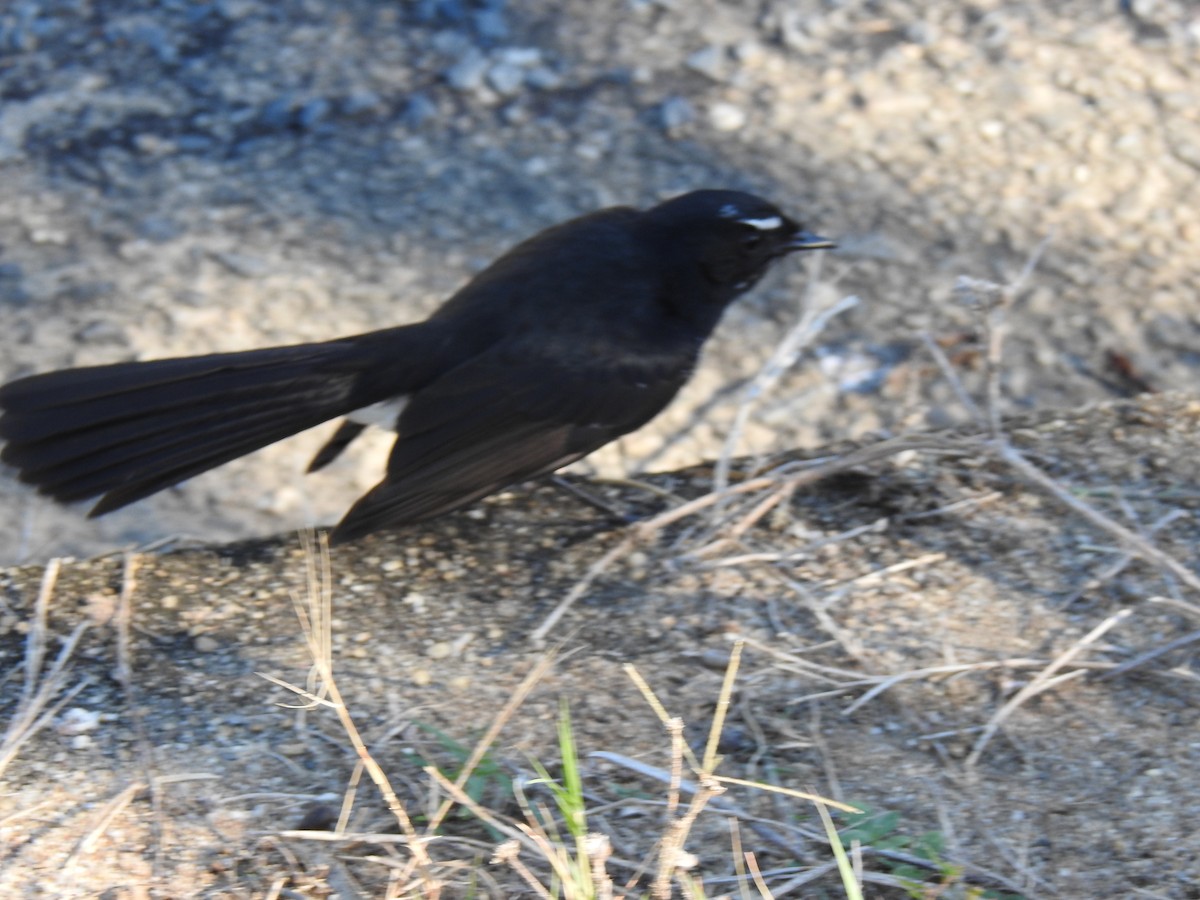 Willie-wagtail - ML620597051