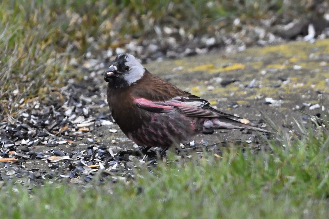 Gray-crowned Rosy-Finch (Pribilof Is.) - ML620597053