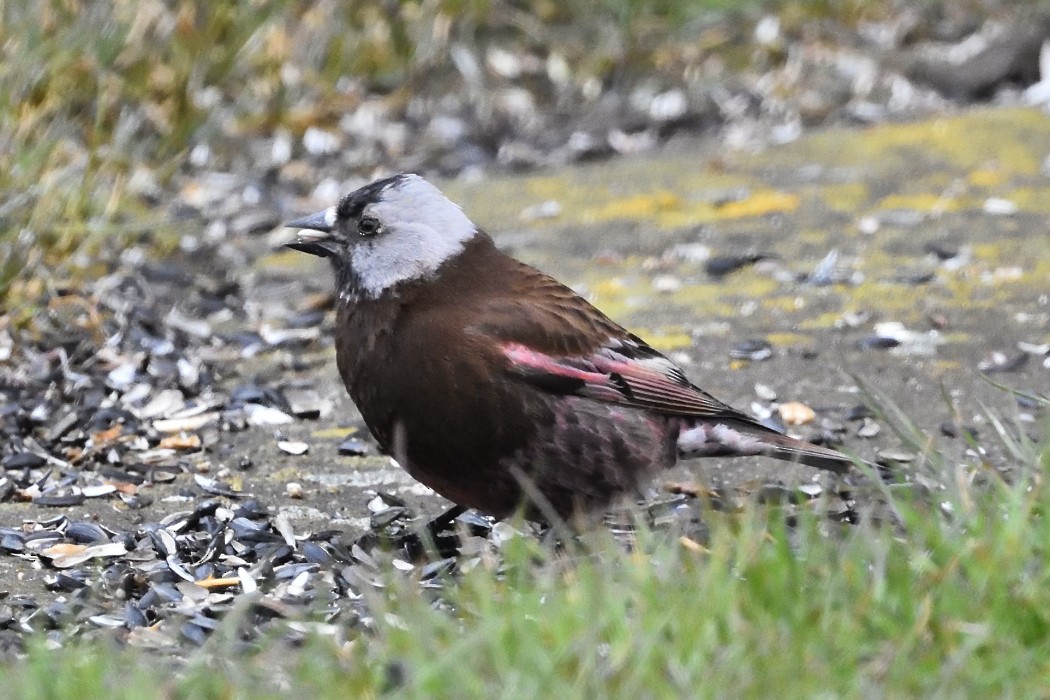 Gray-crowned Rosy-Finch (Pribilof Is.) - ML620597054