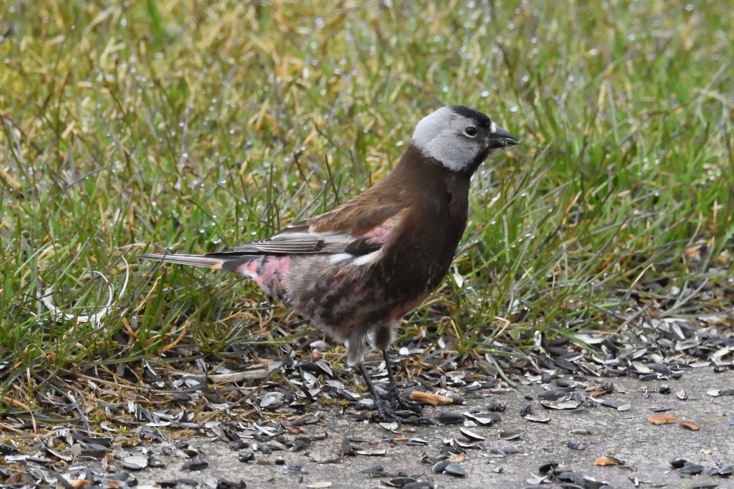 grånakkefjellfink (umbrina) - ML620597055