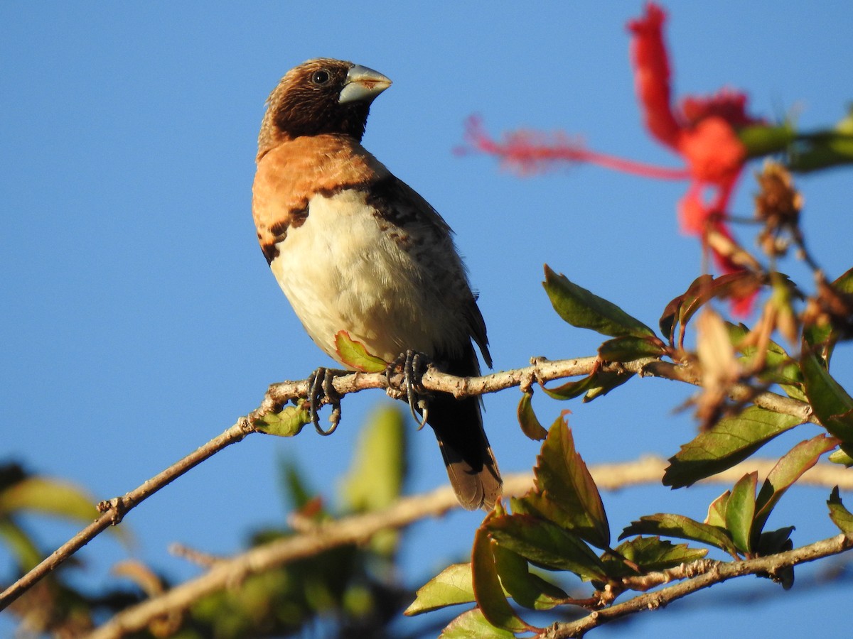 Chestnut-breasted Munia - Monica Mesch