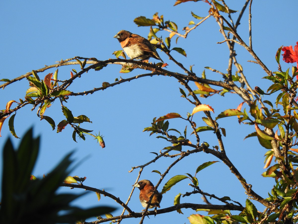 Chestnut-breasted Munia - ML620597059