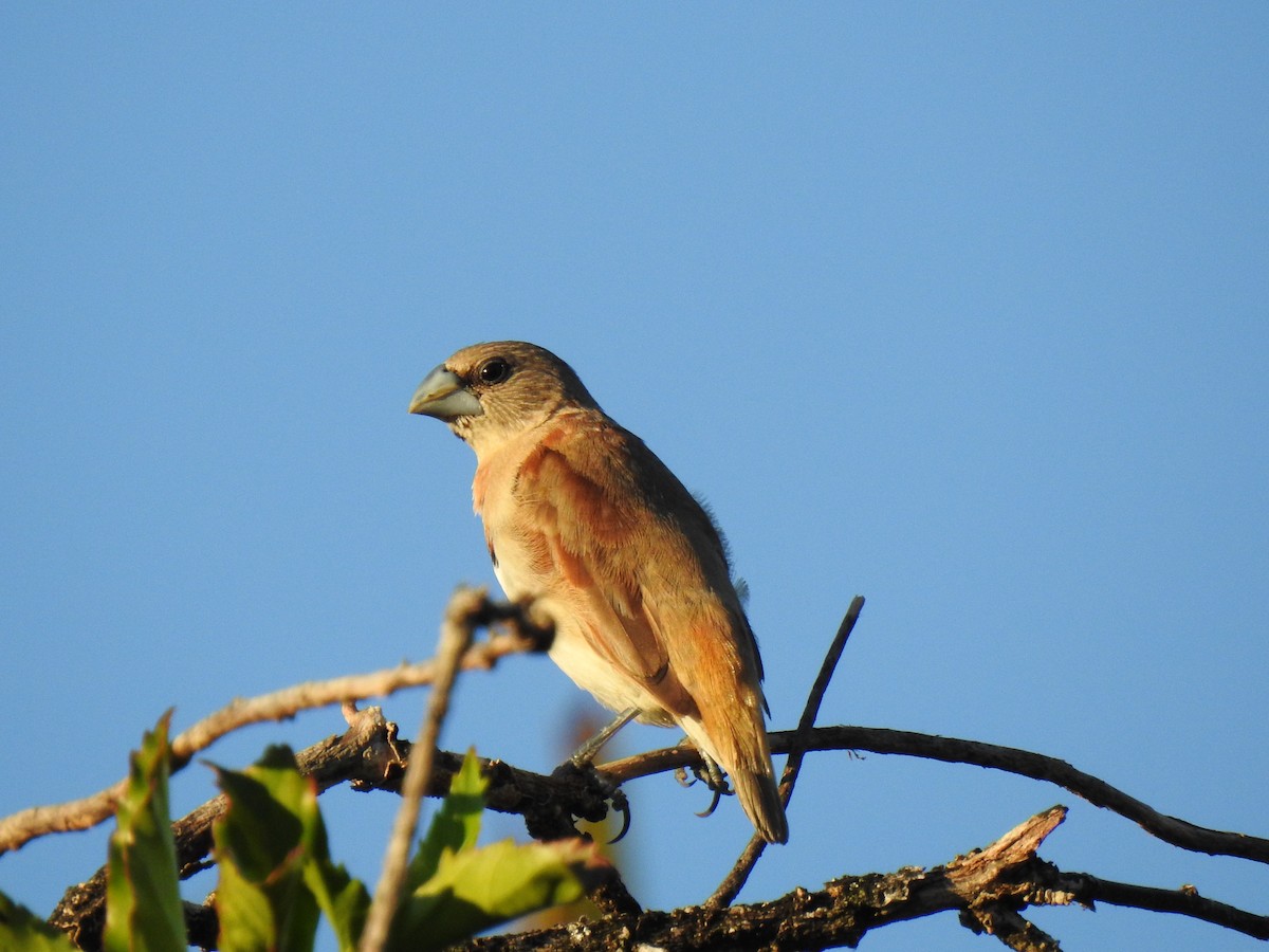 Chestnut-breasted Munia - ML620597060