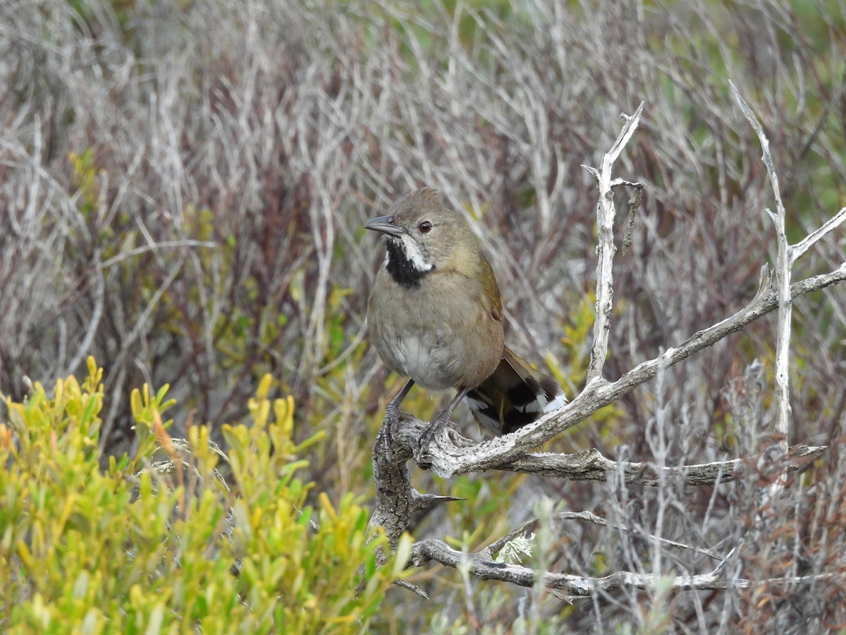 Western Whipbird (White-bellied) - ML620597063