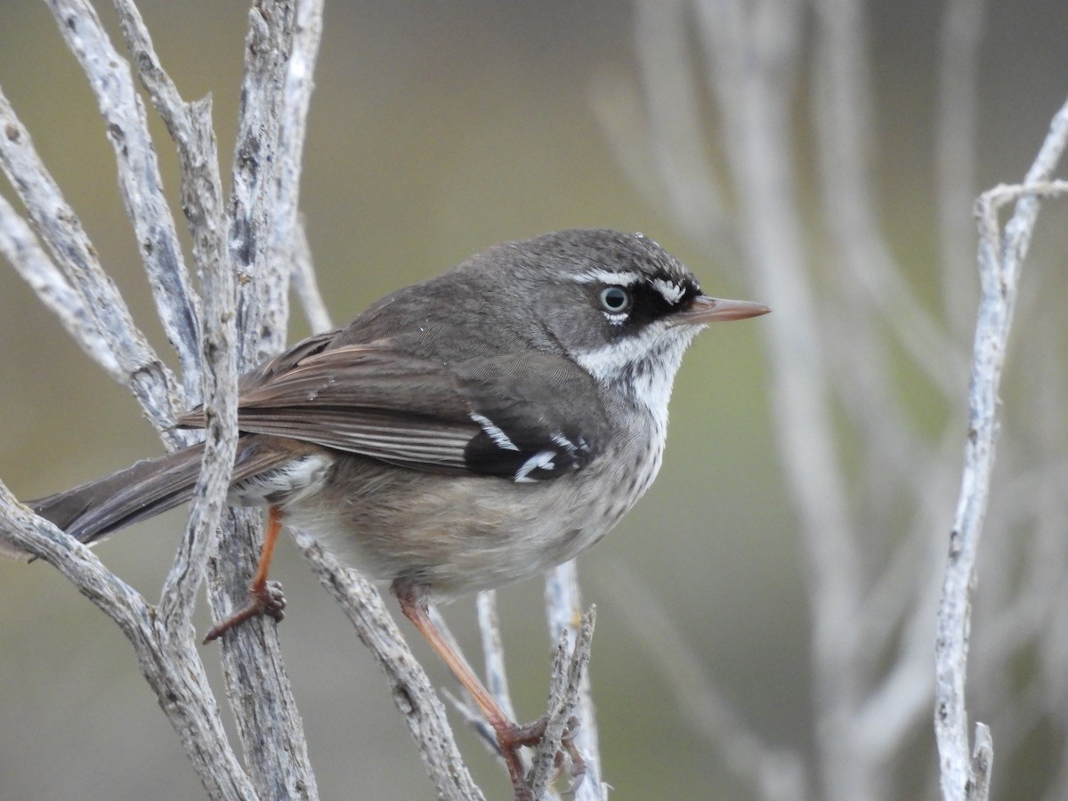 Spotted Scrubwren - ML620597064