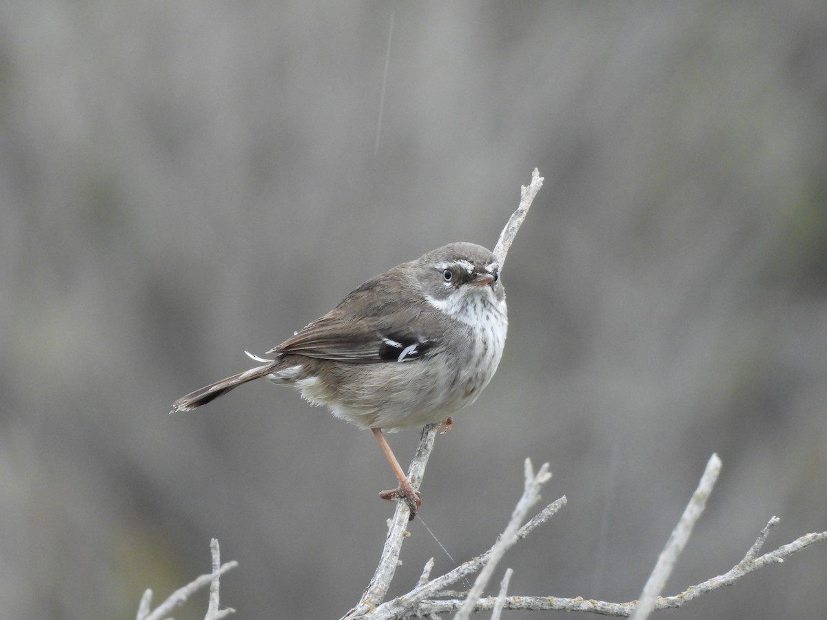 Spotted Scrubwren - ML620597065