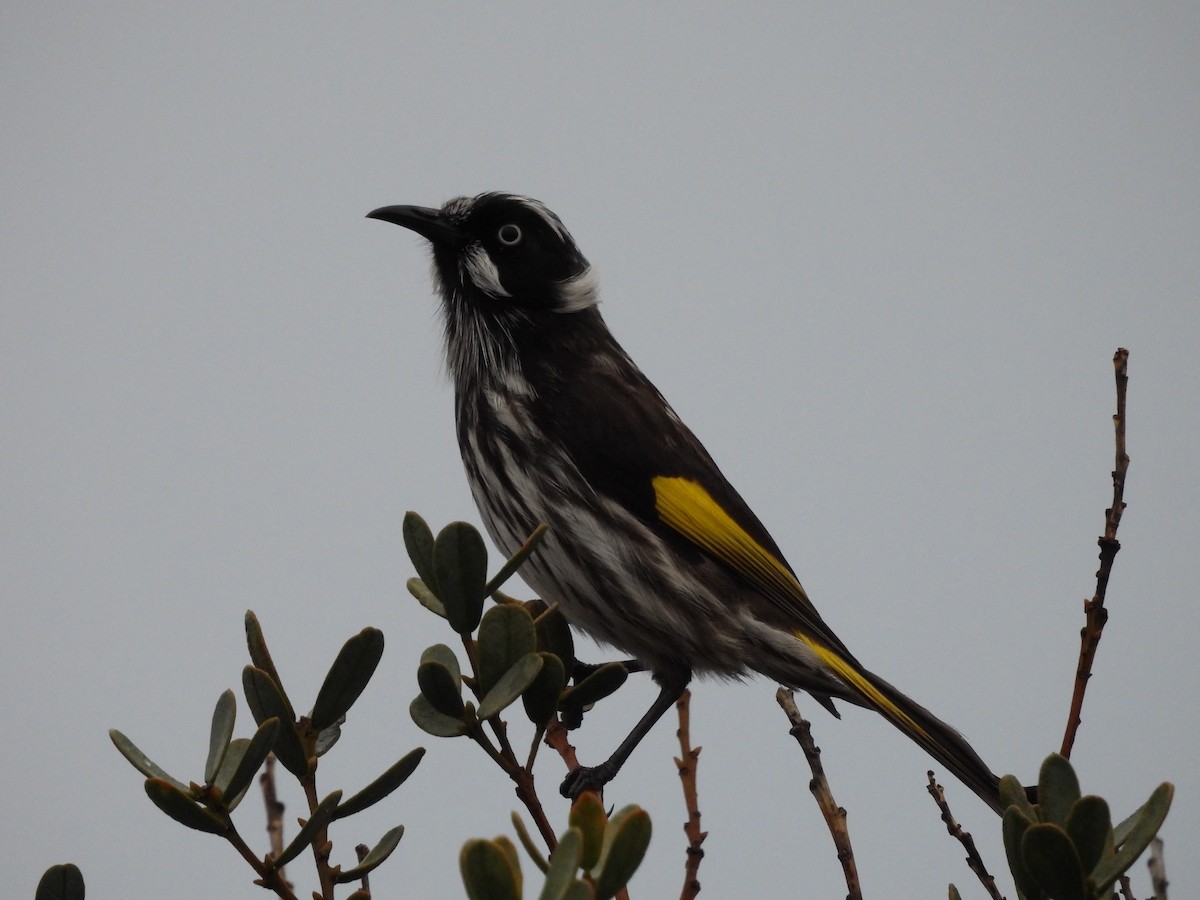 New Holland Honeyeater - ML620597066