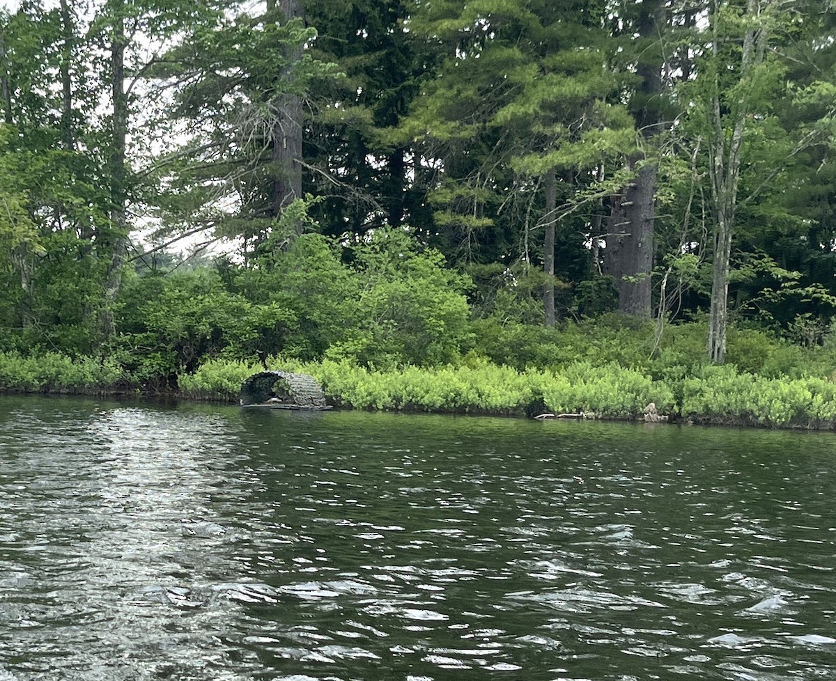 potáplice lední - ML620597068