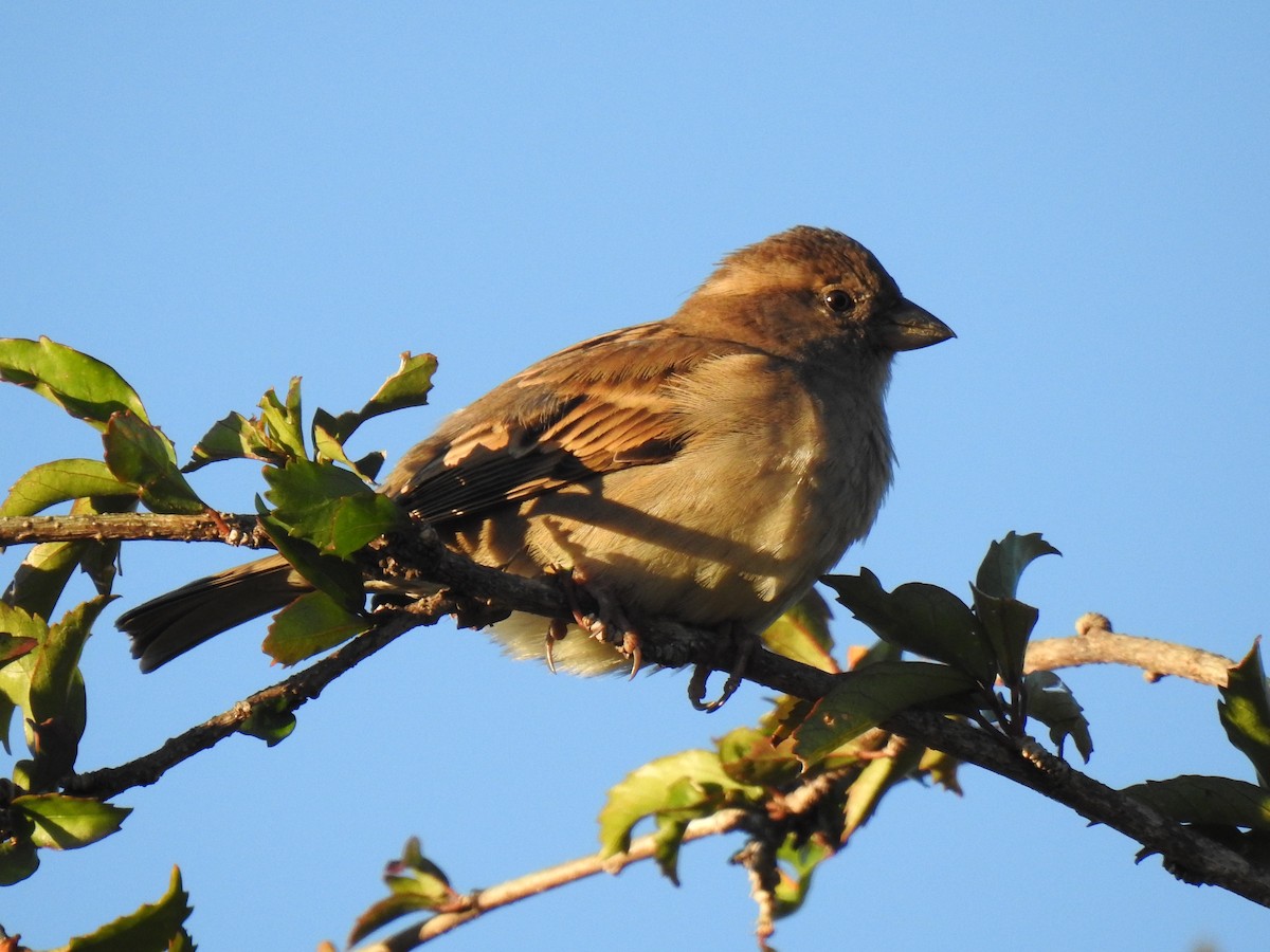 Chestnut-breasted Munia - ML620597069