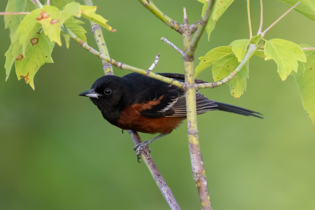 Orchard Oriole - ML620597070