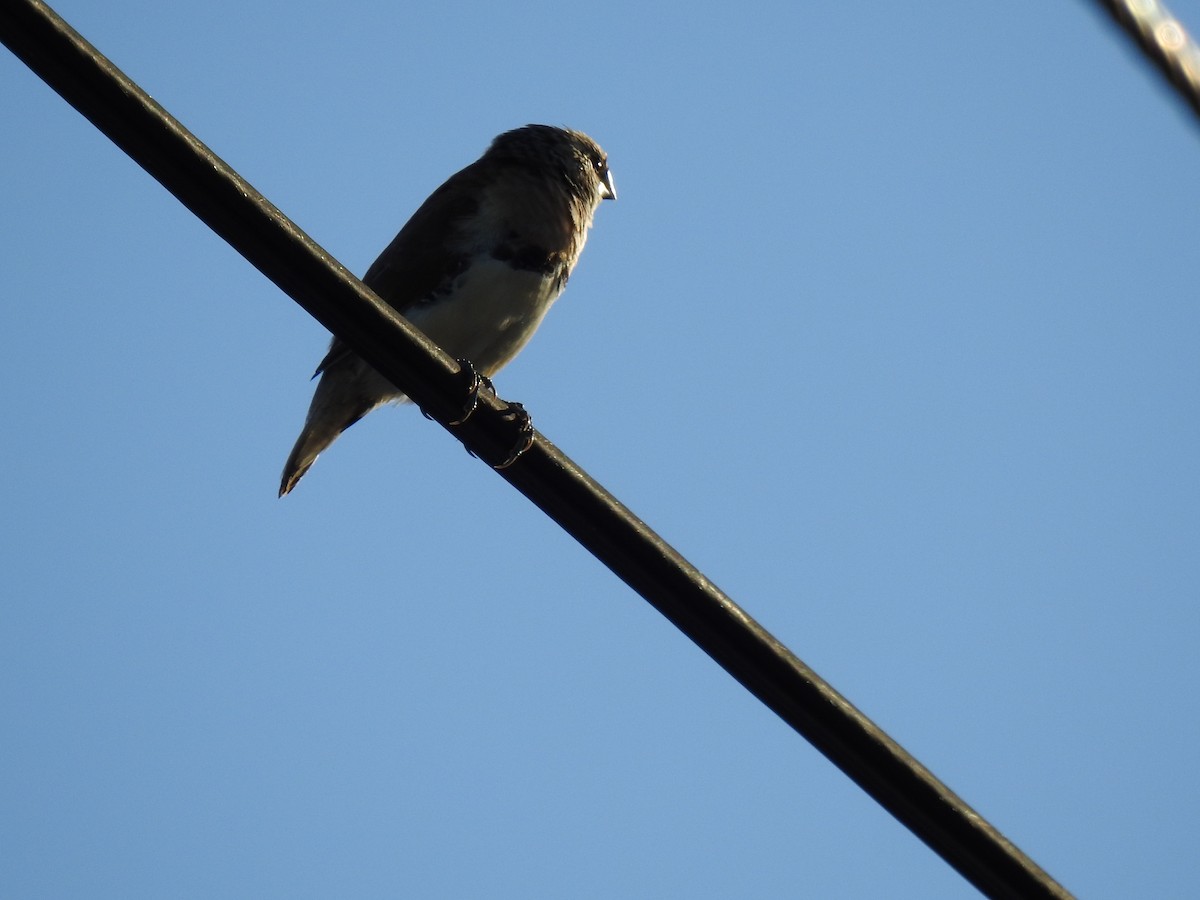 Chestnut-breasted Munia - ML620597071