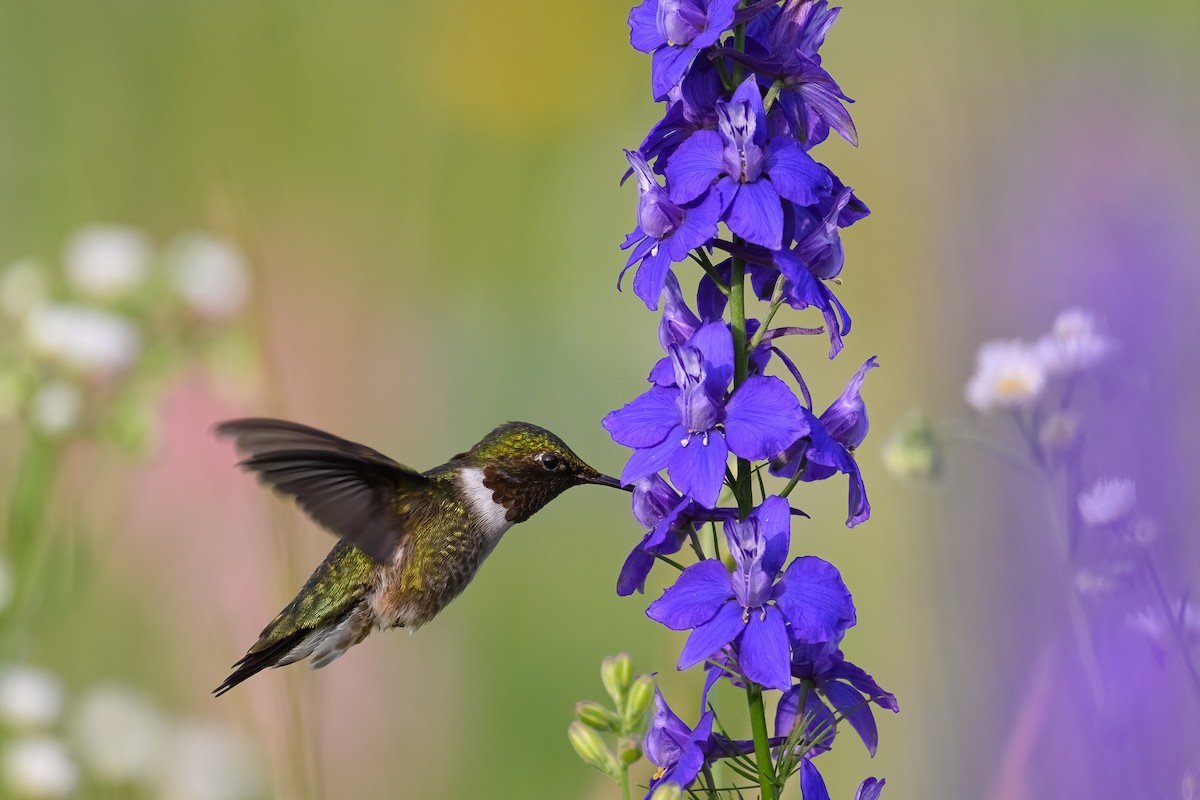 Colibri à gorge rubis - ML620597072