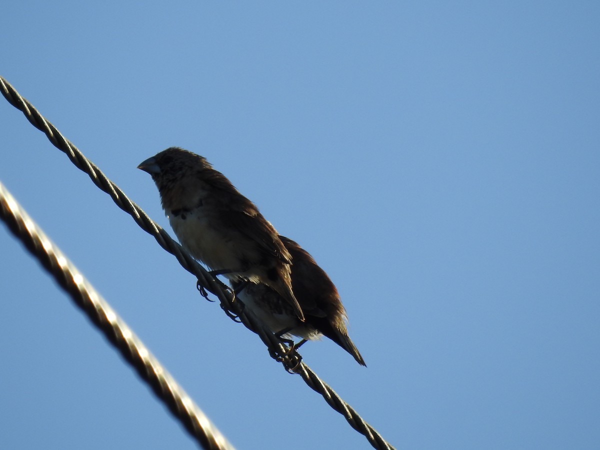 Chestnut-breasted Munia - ML620597074