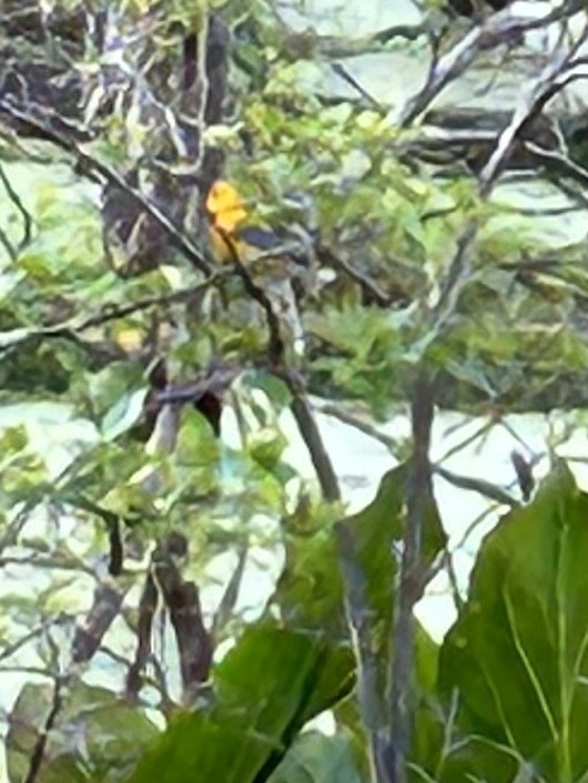 Prothonotary Warbler - Ken Burdick