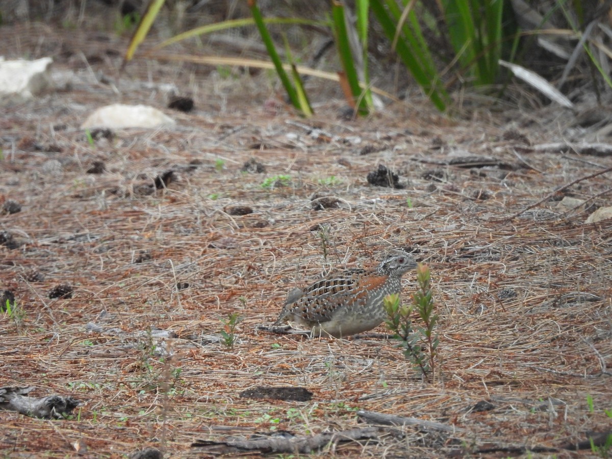 Painted Buttonquail - ML620597077