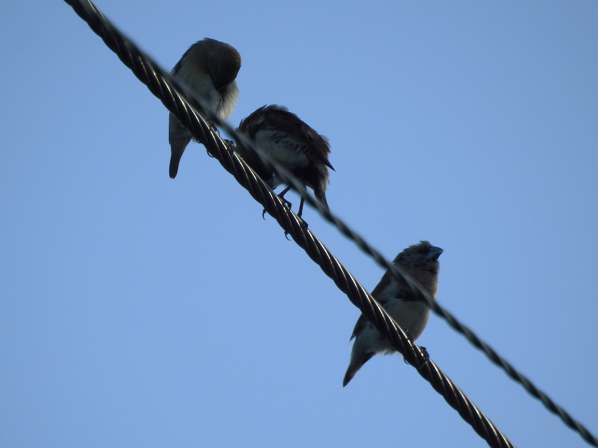 Chestnut-breasted Munia - ML620597078