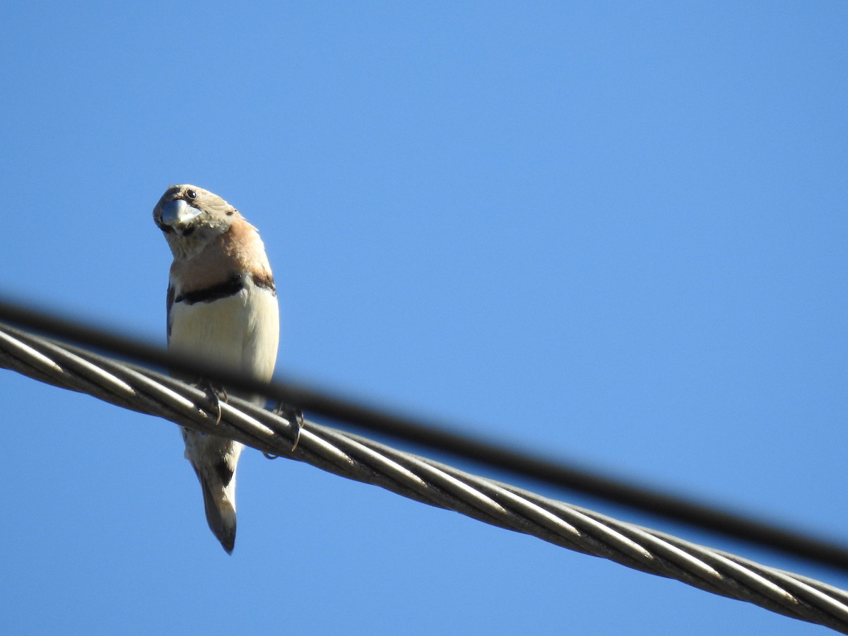 Chestnut-breasted Munia - ML620597079