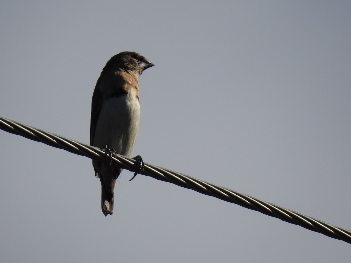 Chestnut-breasted Munia - ML620597080