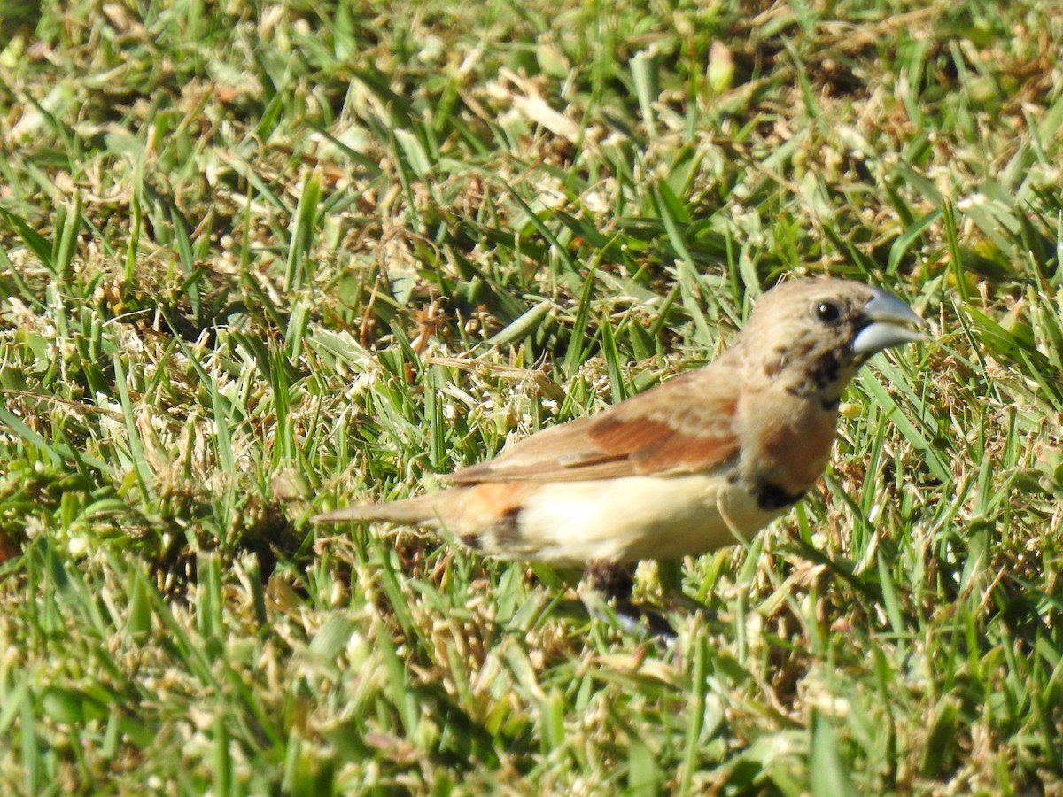 Chestnut-breasted Munia - Monica Mesch