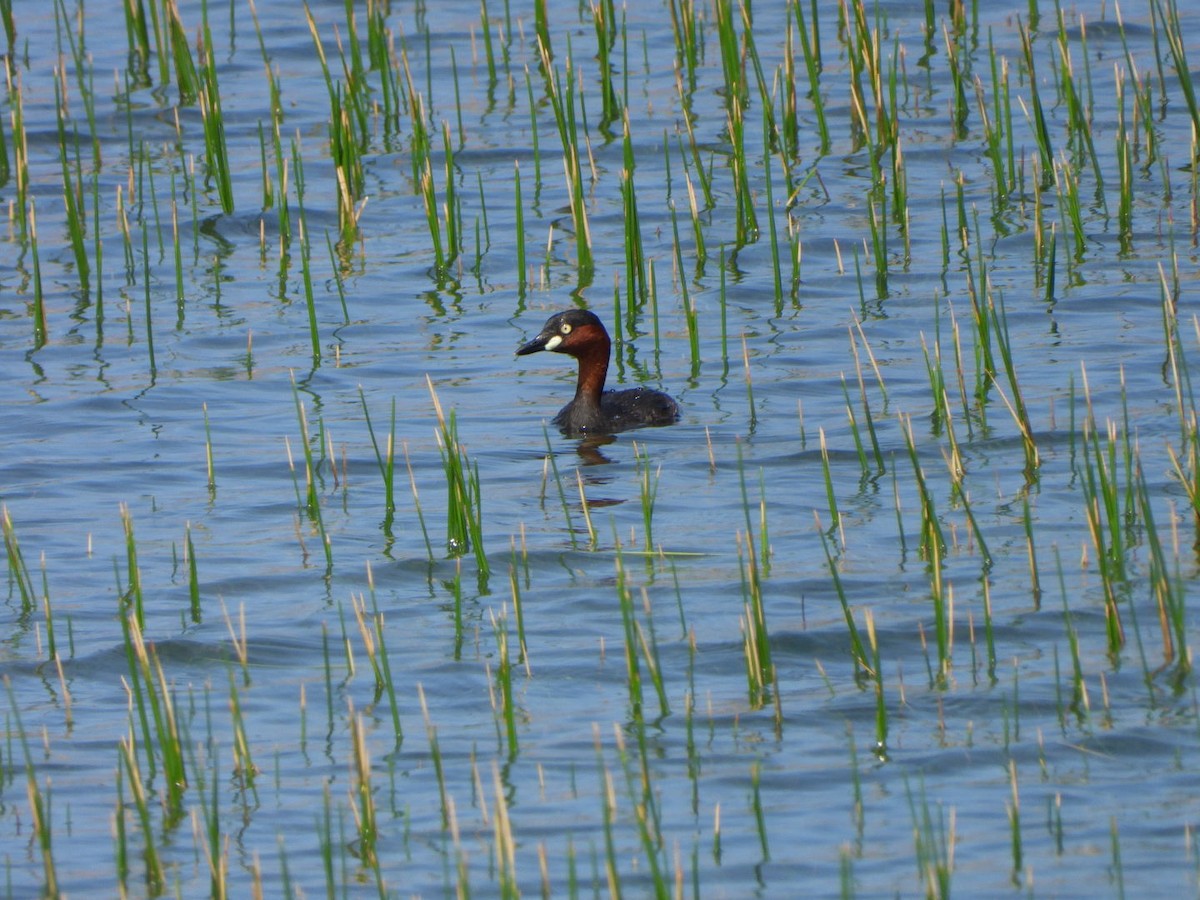 Little Grebe - david Sautebin