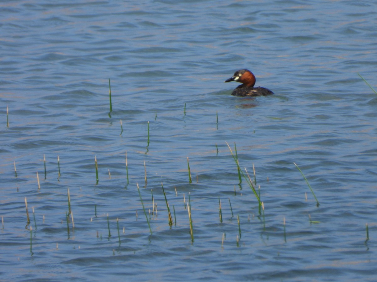 Little Grebe - ML620597083