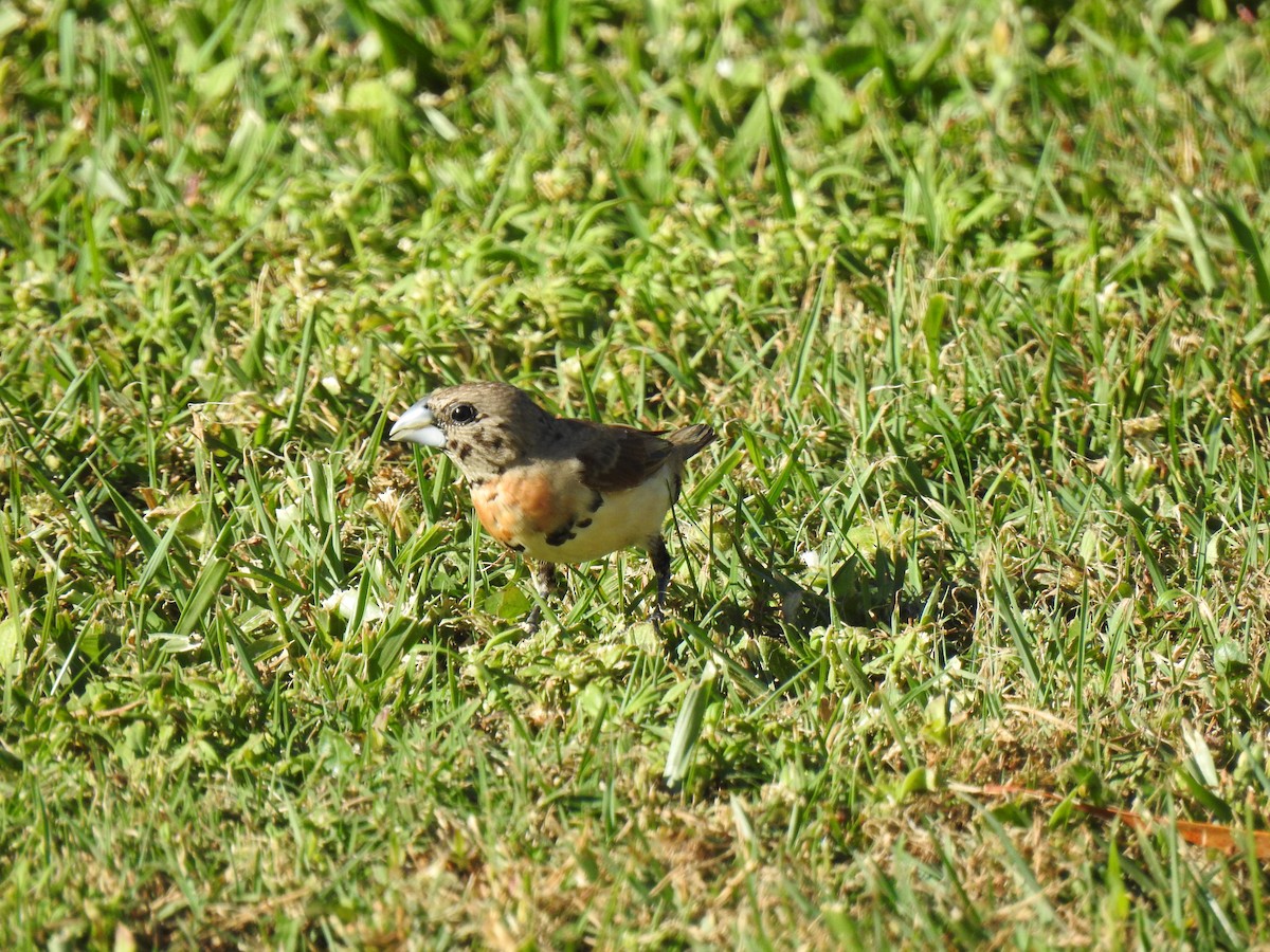 Chestnut-breasted Munia - ML620597084