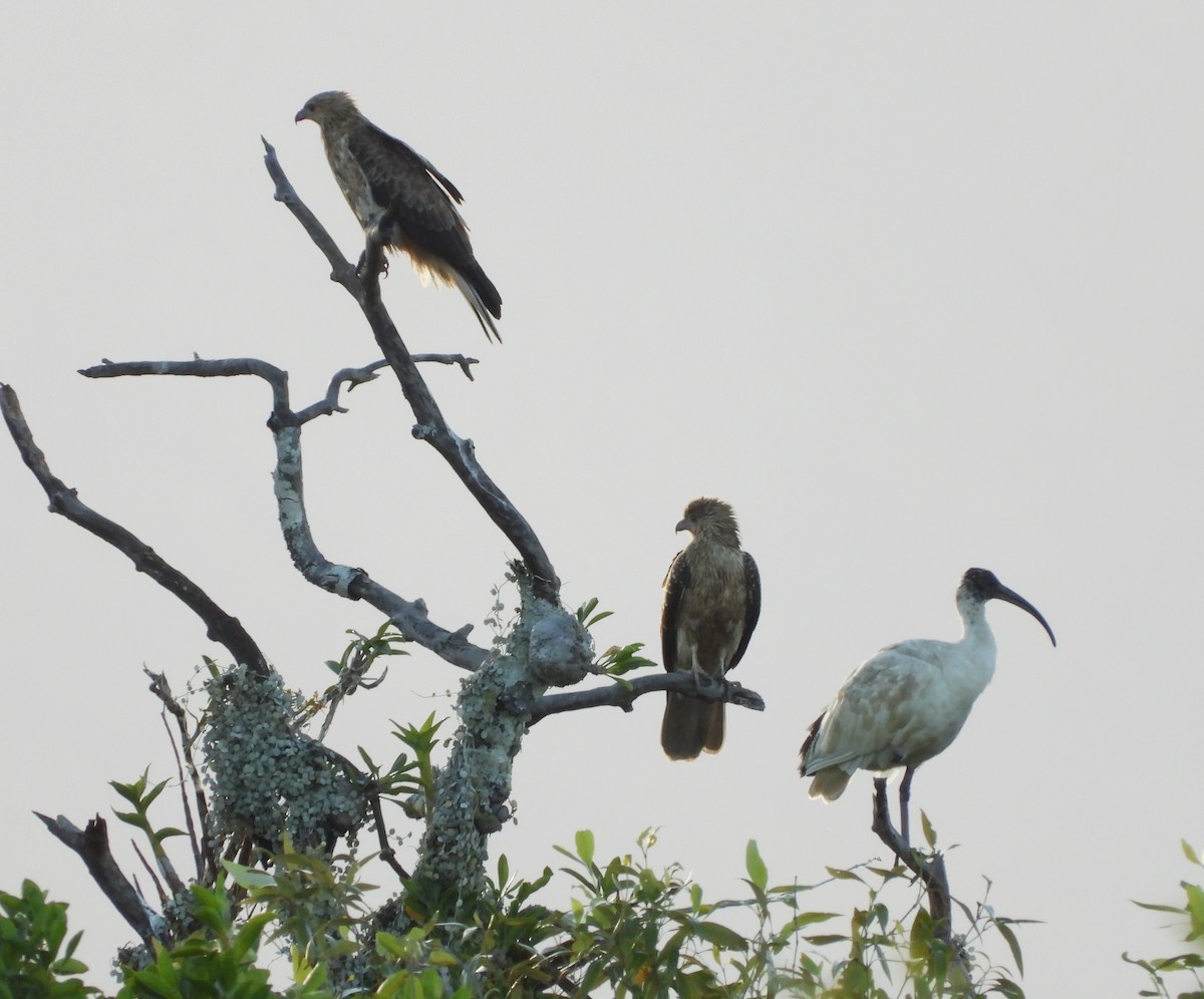 Whistling Kite - Adrian Walsh