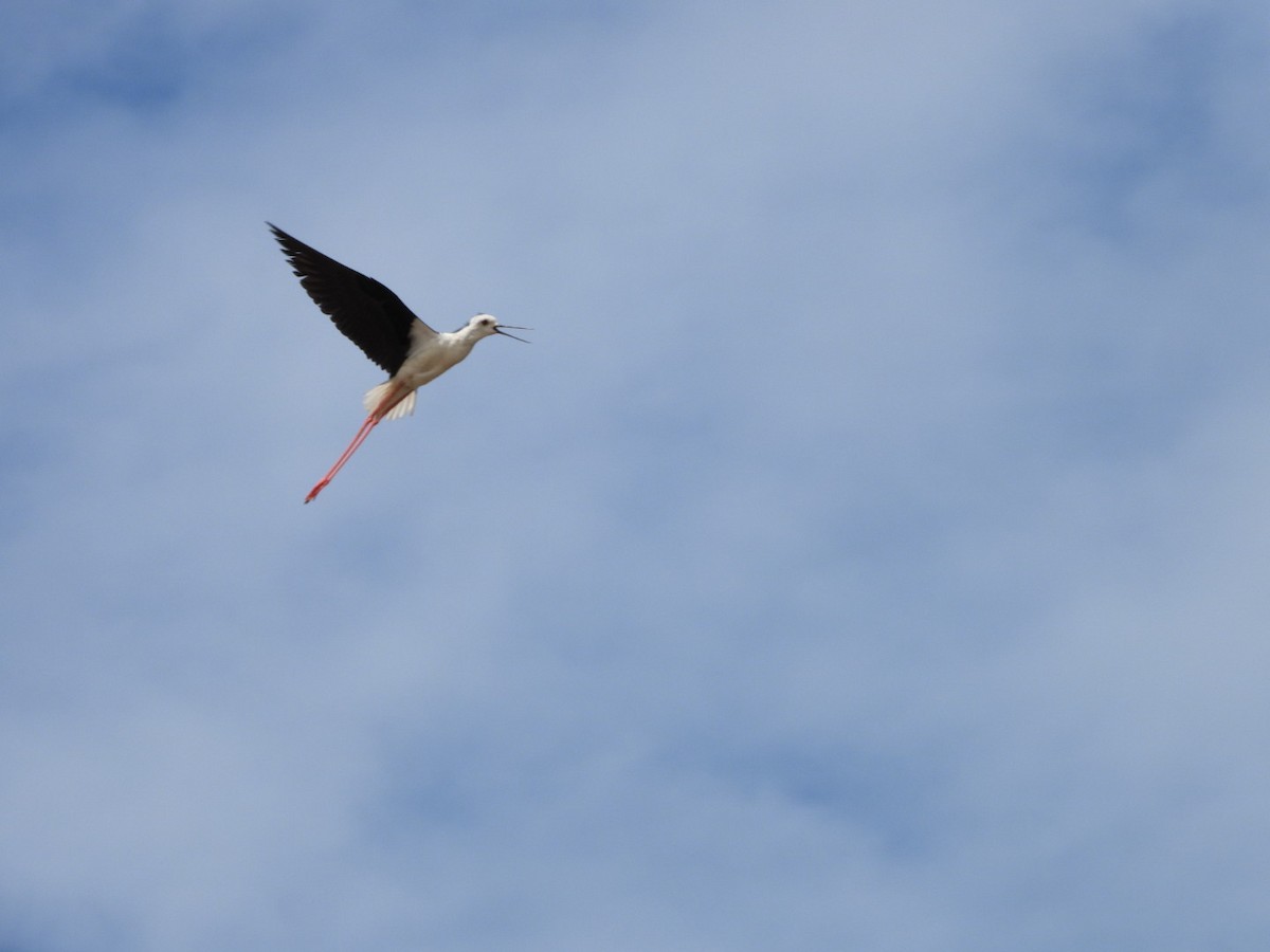 Black-winged Stilt - ML620597087