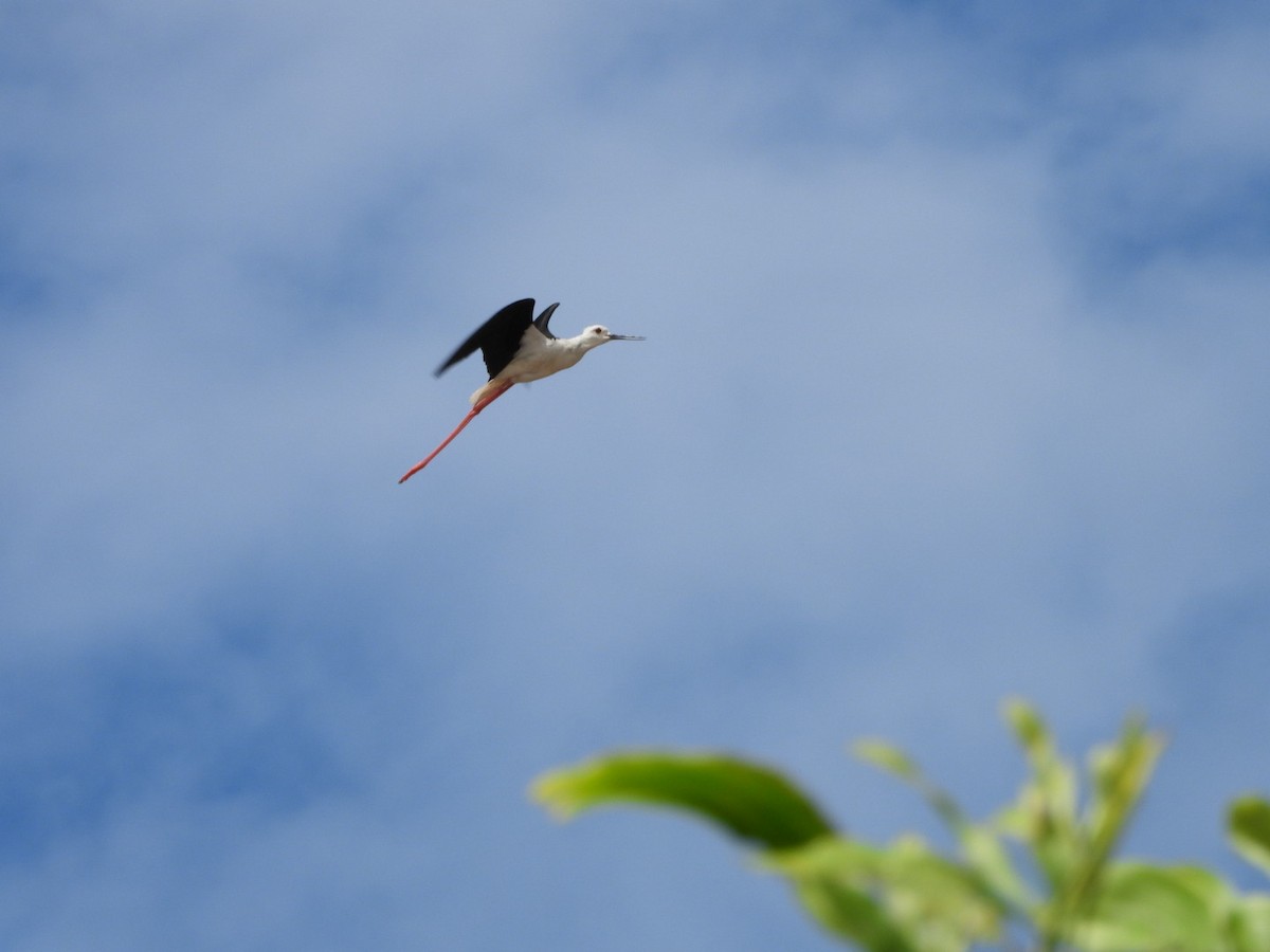 Black-winged Stilt - ML620597088