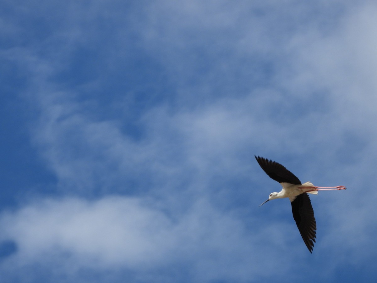 Black-winged Stilt - ML620597089