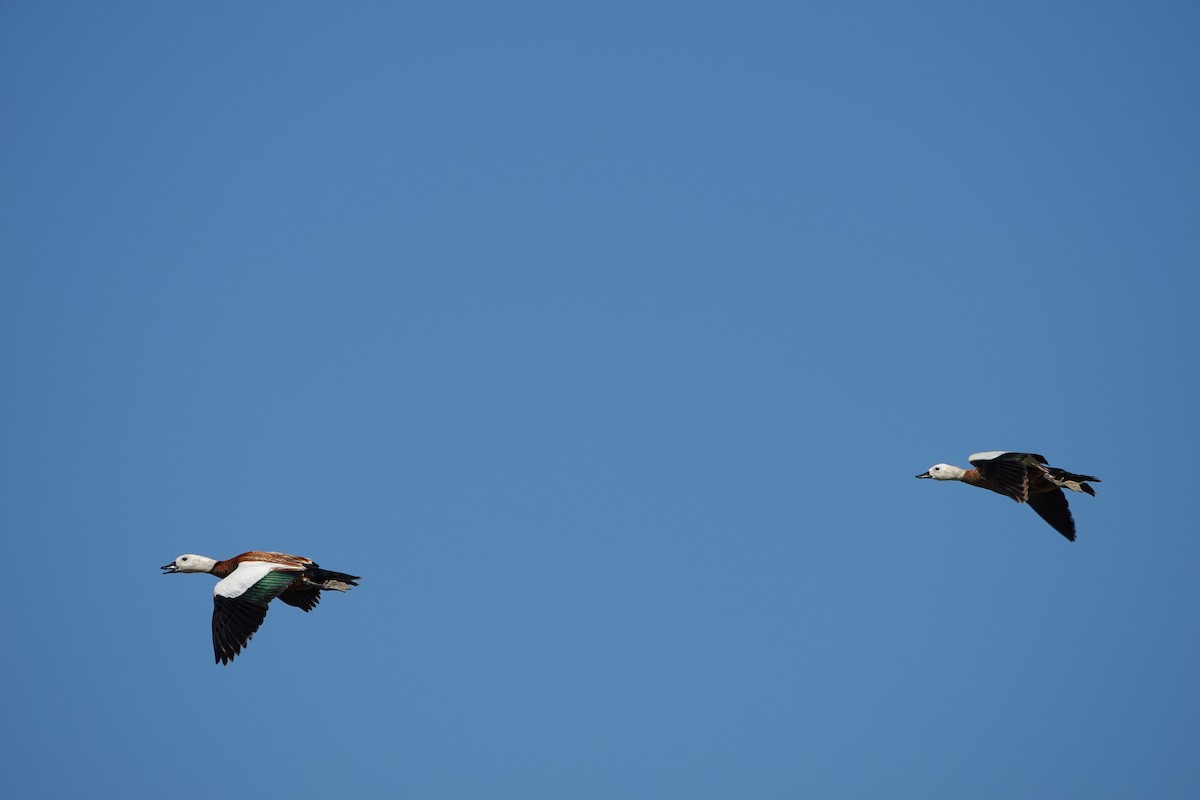 Ruddy Shelduck - ML620597093