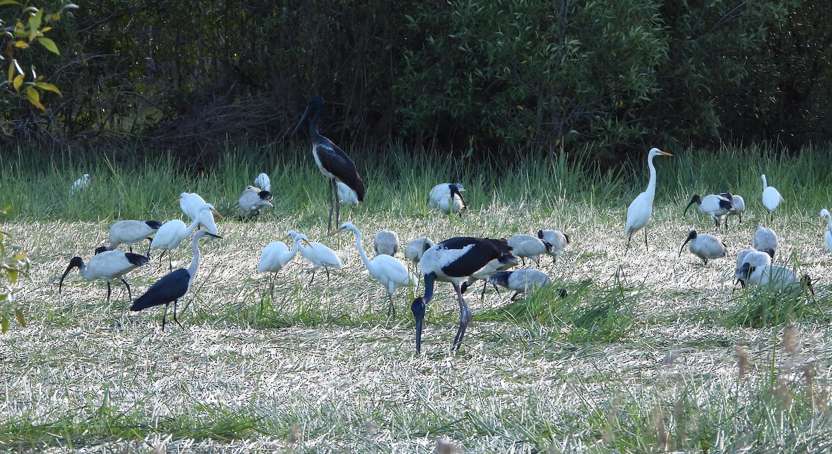 Black-necked Stork - ML620597097