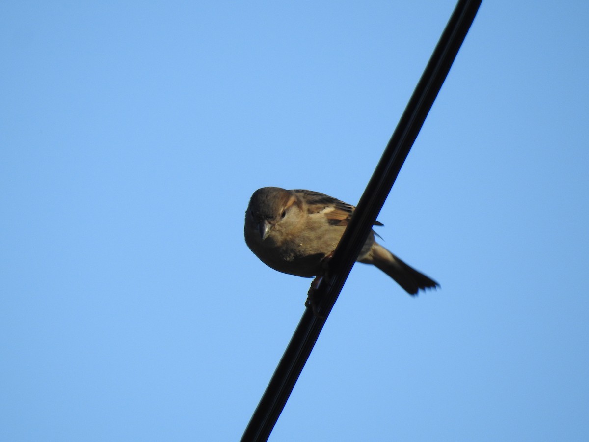 House Sparrow - ML620597099