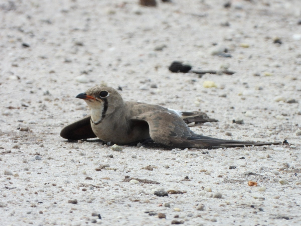 Oriental Pratincole - ML620597101