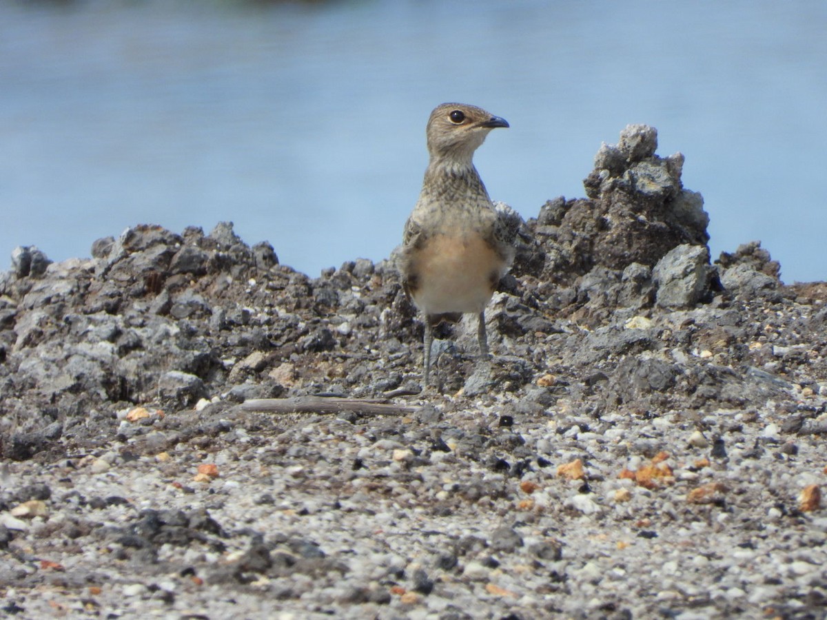 Oriental Pratincole - ML620597103