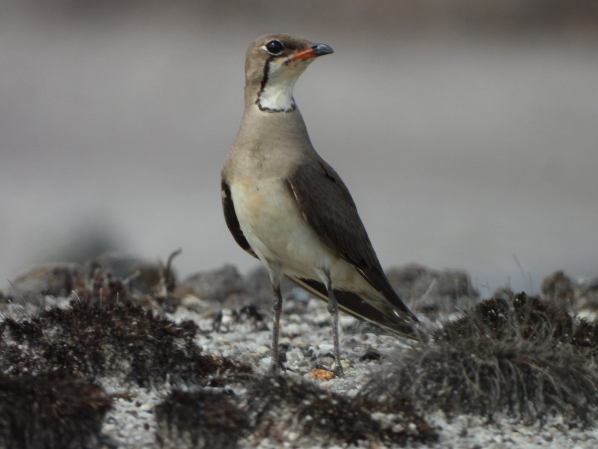 Oriental Pratincole - ML620597104