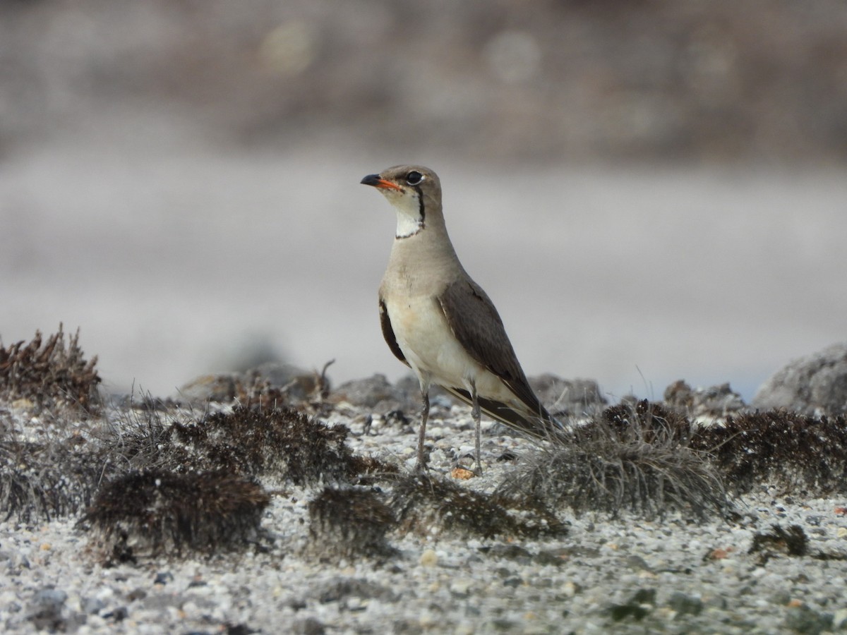 Oriental Pratincole - ML620597106